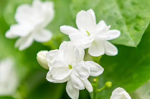 青年节佩戴茉莉花有何深意？