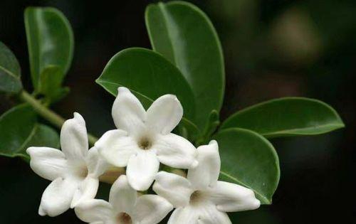 青年节佩戴茉莉花有何深意？
