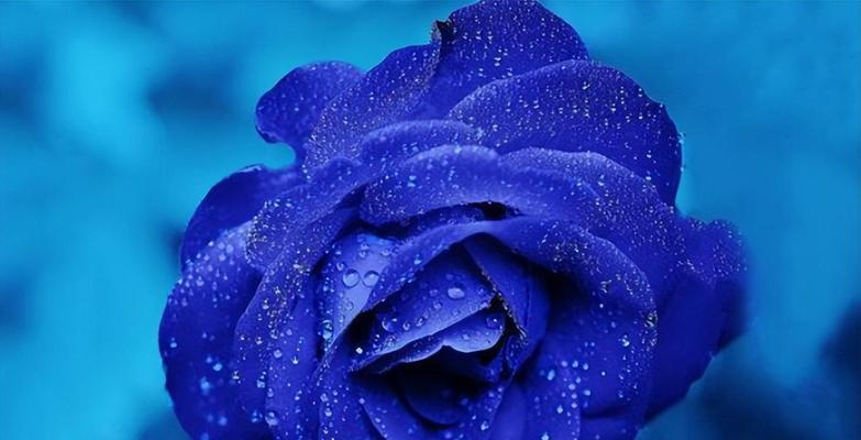 蓝色花的寓意是什么？哪种蓝色花象征着什么？