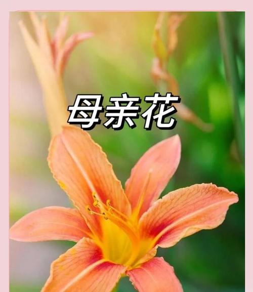 萱草花象征着什么？文化中有哪些寓意？