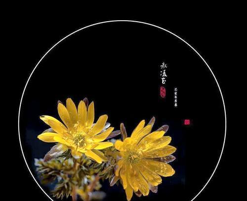 血色冰凌花象征着什么？它的含义是什么？
