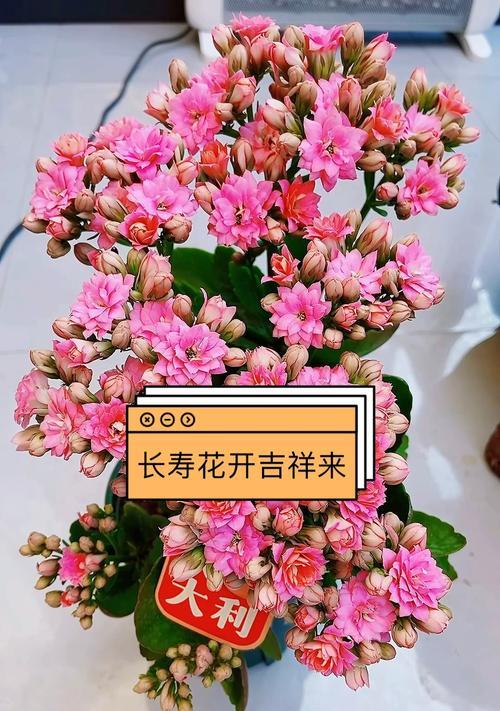 哪些花象征着健康和快乐？它们的花语是什么？