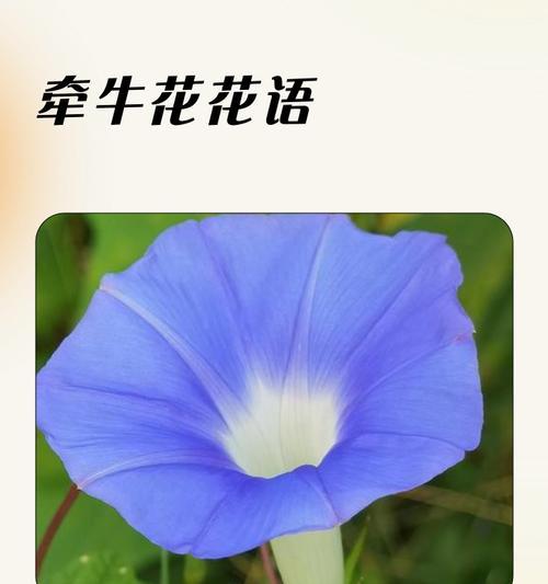 哪些花象征着健康和快乐？它们的花语是什么？