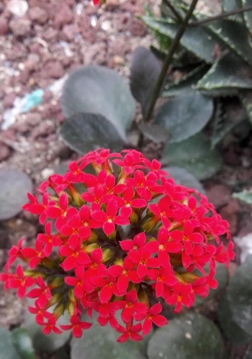 长寿花语是什么？哪些花寓意长寿？