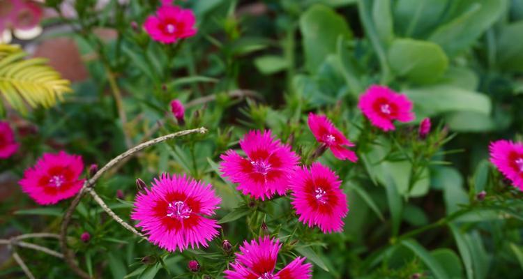 端午节送竹子花的寓意是什么？竹子花在节日中的特殊含义？