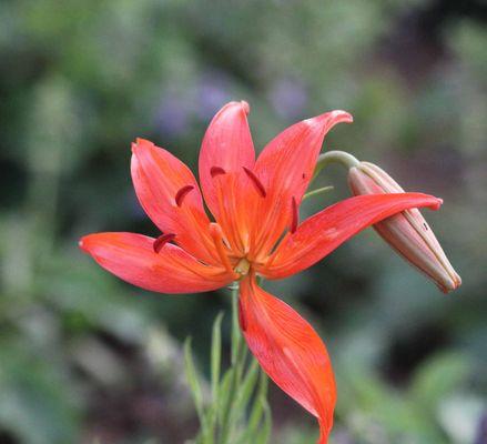 端午节送竹子花的寓意是什么？竹子花在节日中的特殊含义？
