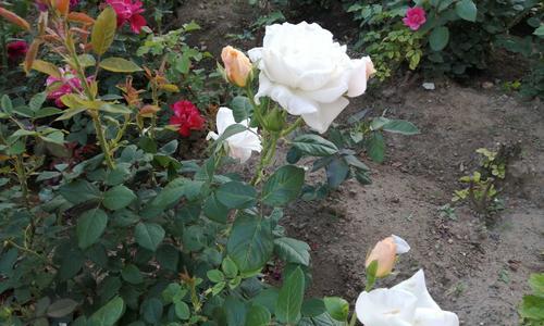 白色月季花传递了哪些信息？
