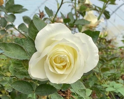 白色月季花传递了哪些信息？