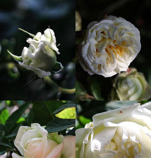 白色月季花传递了哪些信息？