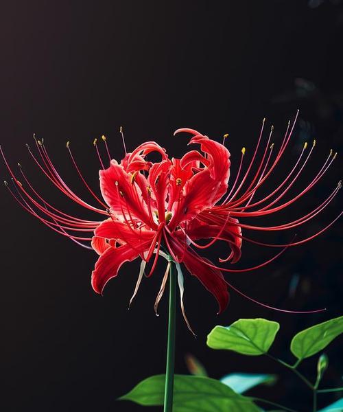 彼岸花象征吉祥如意吗？彼岸花的寓意有哪些？
