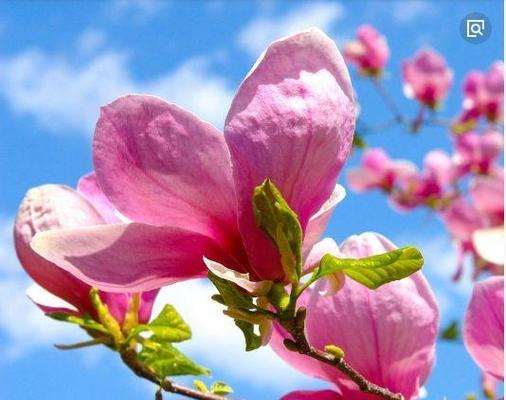 什么花象征爱情忠贞不渝？