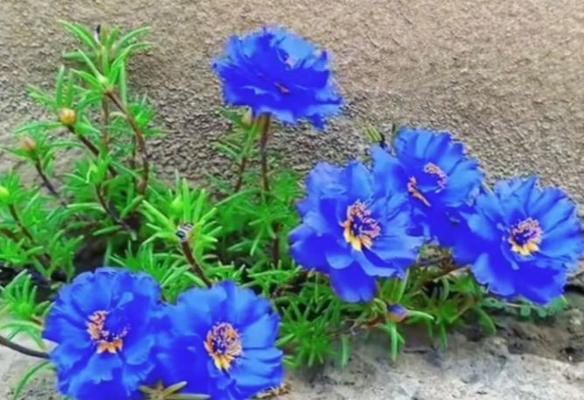 蓝色花中哪些象征清幽？它们的花语是什么？