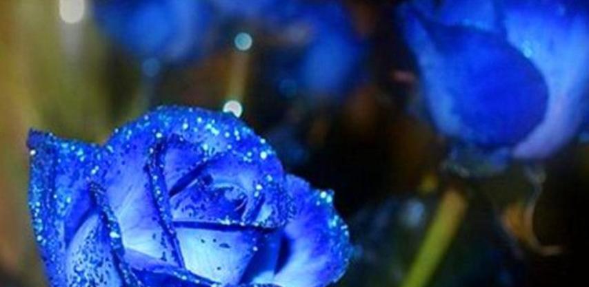 蓝色花中哪些象征清幽？它们的花语是什么？