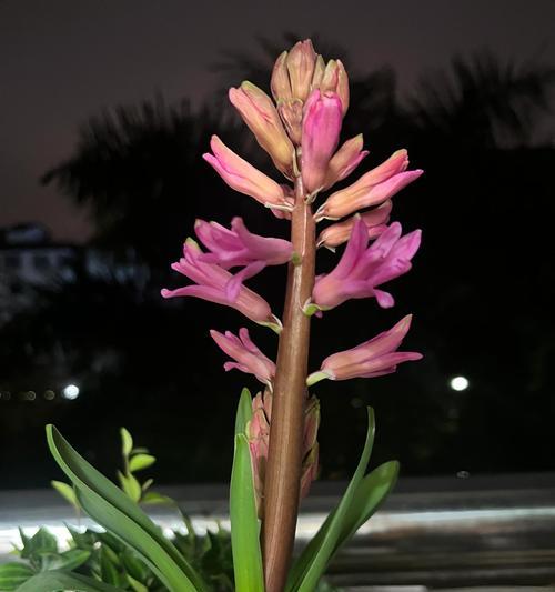 风信子象征着什么？