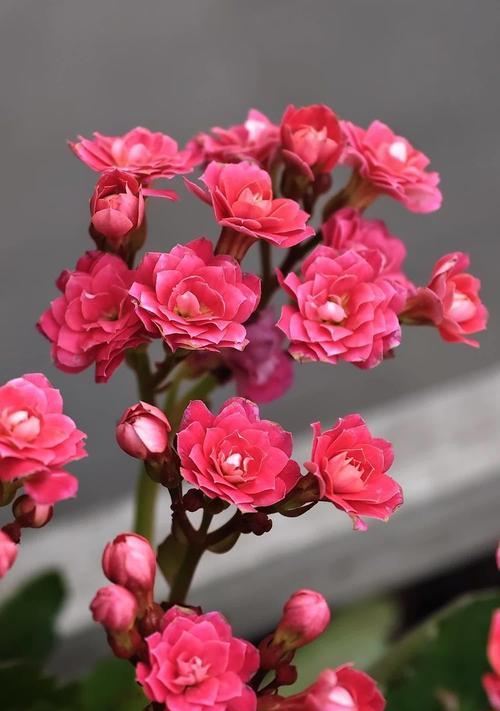 长寿花有什么特殊含义？它在花语中象征着什么？