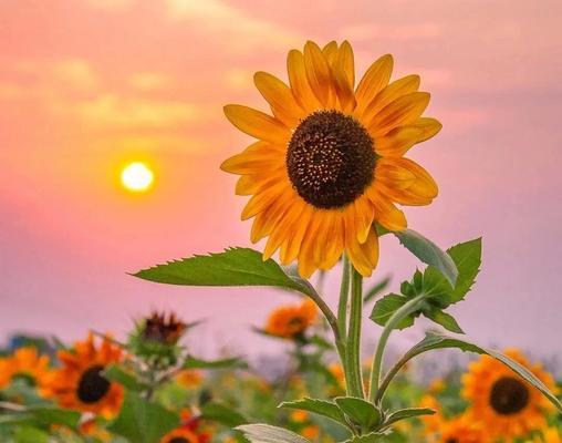 黄色象征阳光的花是什么？哪种花代表着温暖和希望？