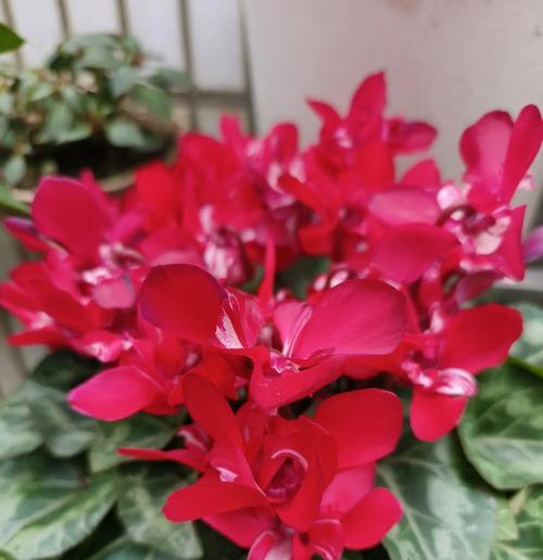 俄色花代表什么意义？俄色花的花语有哪些？