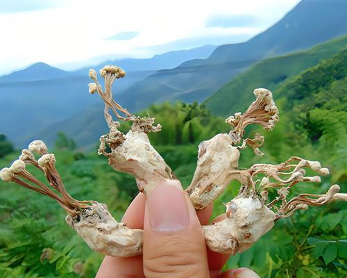 花的象征意义是什么？它们在哪些节日中特别重要？