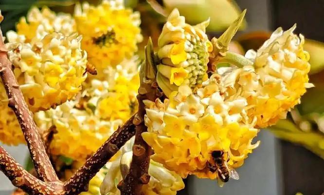 黄色花的含义是什么？黄色花代表的寓意有哪些？
