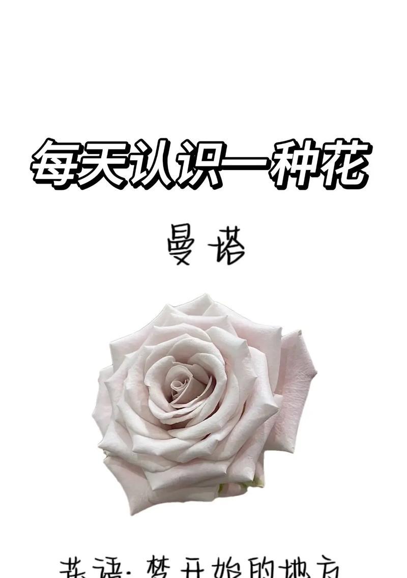喷色花的花语是什么？