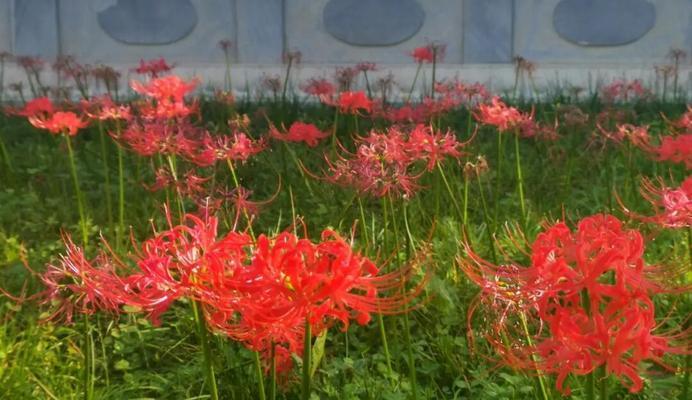 春节时哪种花代表思念？它的花语是什么？