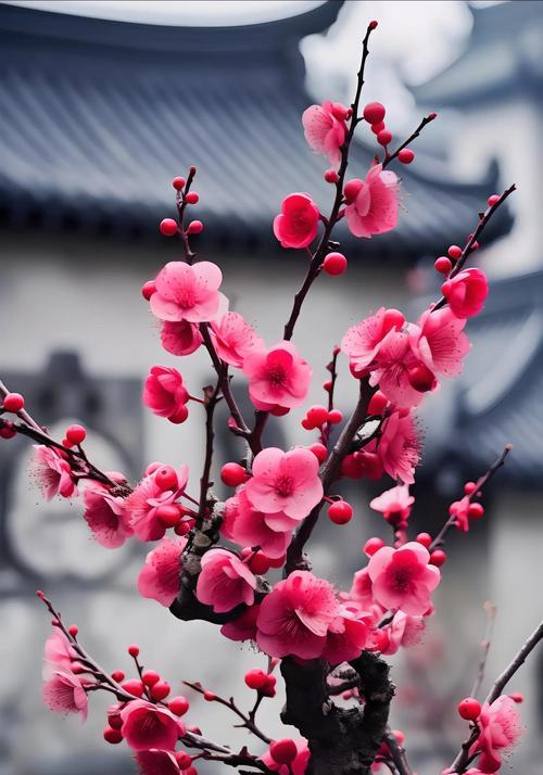春节时哪种花代表思念？它的花语是什么？