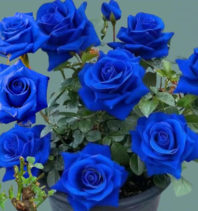 蓝色玫瑰花代表什么？蓝色玫瑰花的寓意是什么？
