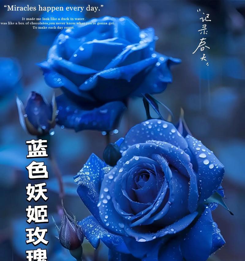 蓝色玫瑰花代表什么？蓝色玫瑰花的寓意是什么？