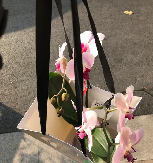 白色兰花手捧花有何特别寓意？