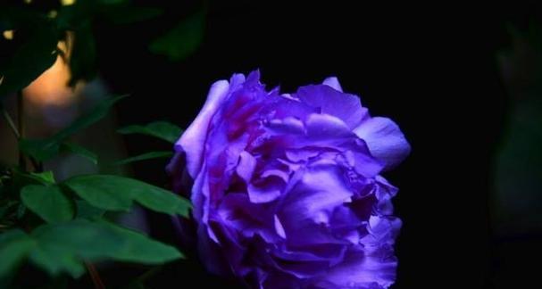 蓝色牡丹花代表什么？蓝色牡丹的花语和寓意是什么？