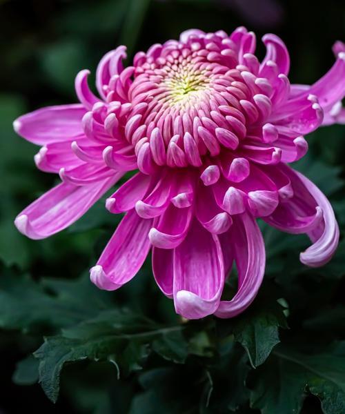 秋天的爱情用哪种花象征？秋天爱情花语是什么？