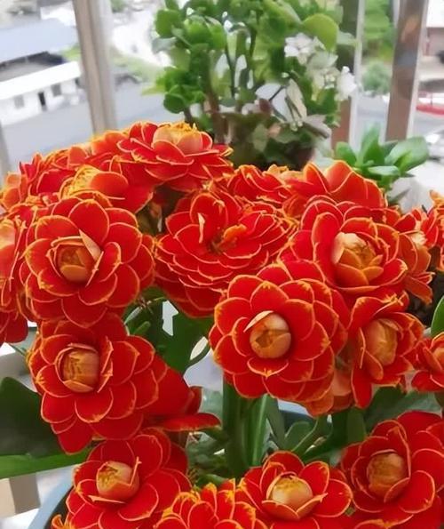 红色长寿花的寓意和花语是什么？它代表了什么？