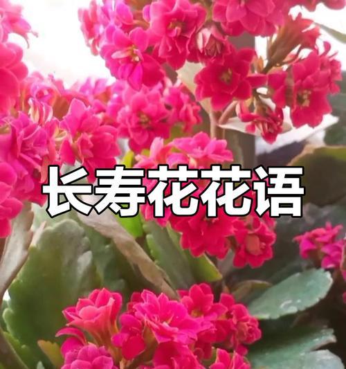 红色长寿花的寓意和花语是什么？它代表了什么？