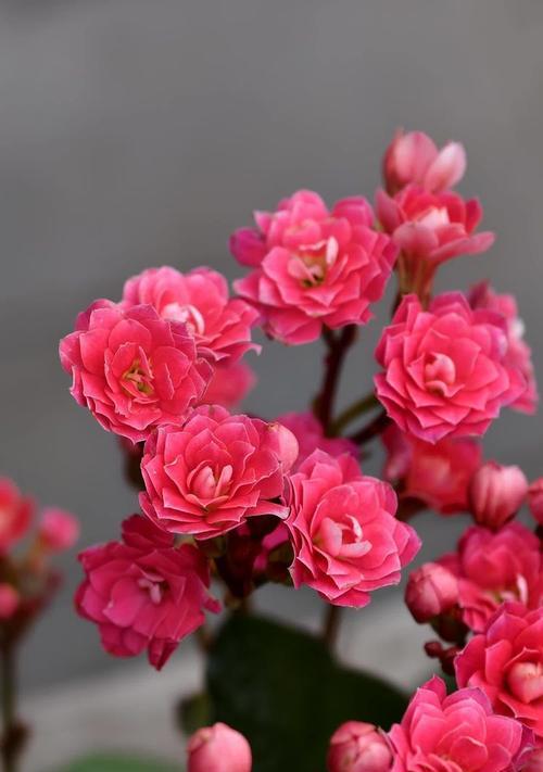 红色长寿花的寓意和花语是什么？它代表了什么？