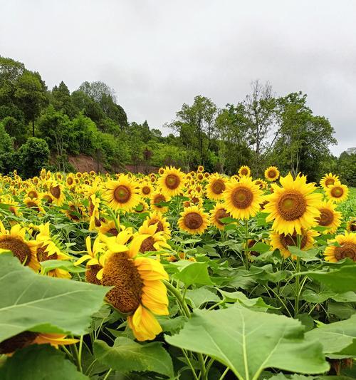 金黄色寓意大丰收的花是什么？金黄色花代表什么？