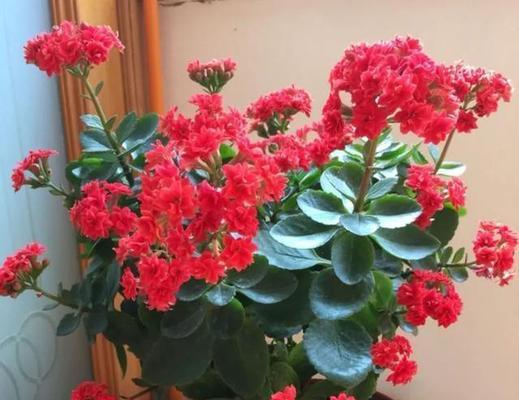 哪些花象征平安健康适合送人？
