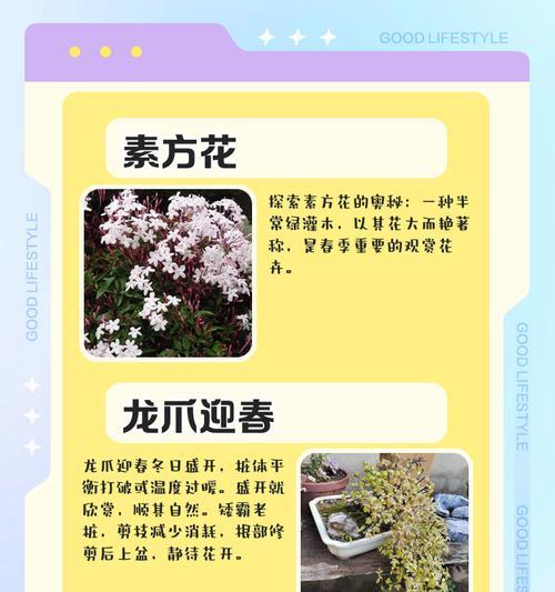 迎宾花的寓意及适用场合是什么？如何选择合适的迎宾花？