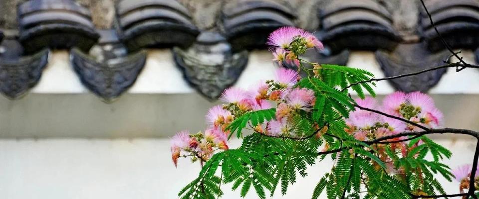 迎宾花的寓意及适用场合是什么？如何选择合适的迎宾花？