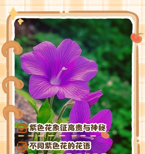 迎宾花的寓意及适用场合是什么？如何选择合适的迎宾花？