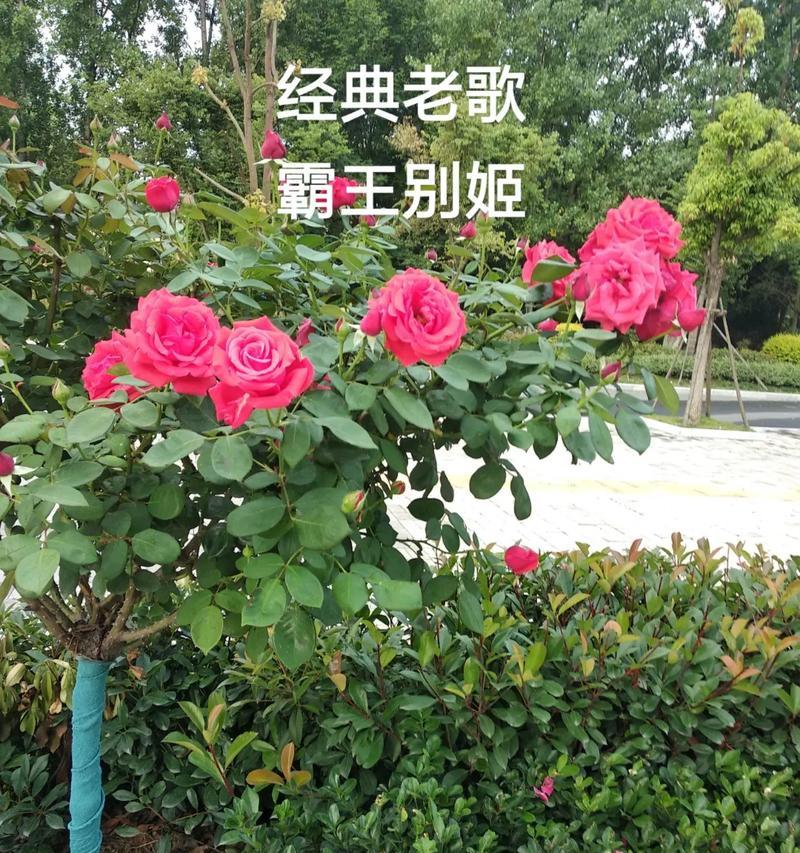 别姬象征的花颜色是什么？