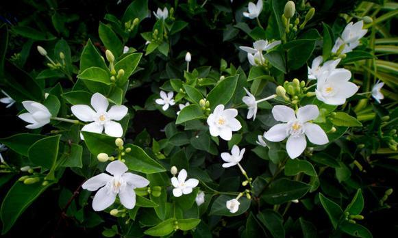 送白色栀子花的寓意是什么？白色栀子花象征着什么？