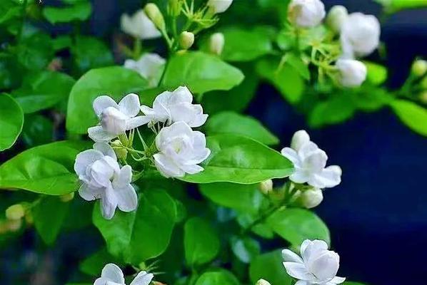 绿色花卉代表什么？探索绿色花语的深层含义。964