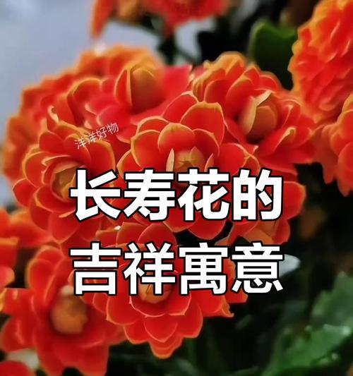 哪些花具有红色的象征意义？