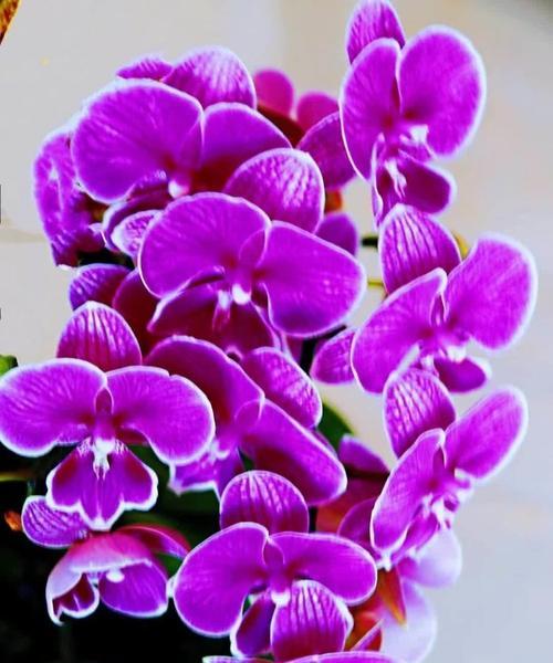 紫色蝴蝶花代表什么？它的象征意义有哪些？