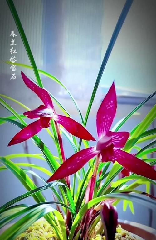 花语寓意着健康的花有哪些？哪种花象征着健康和活力？