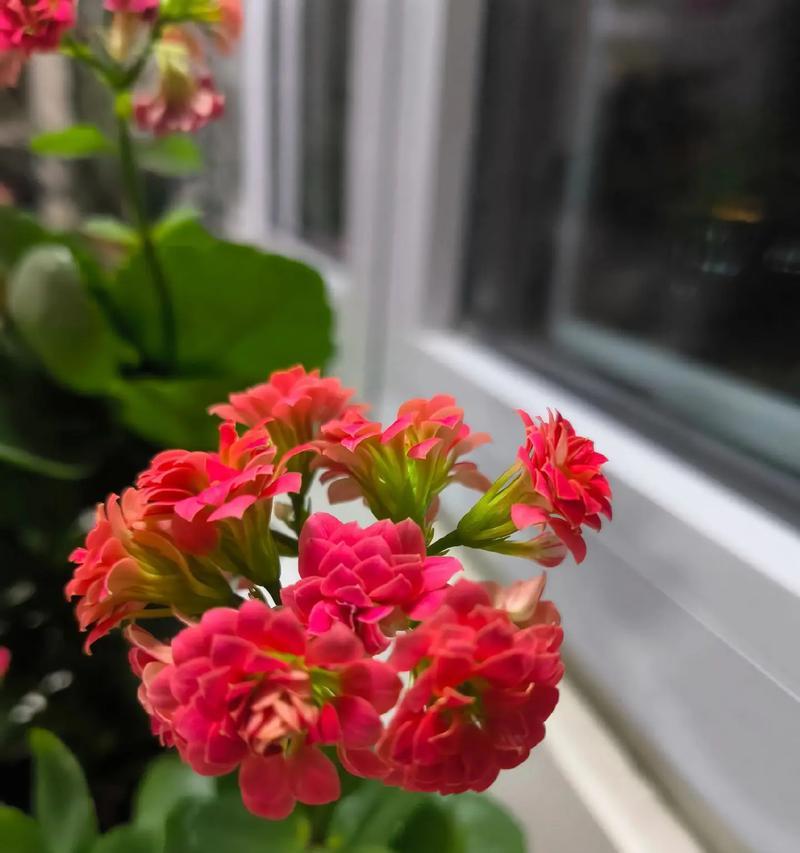 花语寓意着健康的花有哪些？哪种花象征着健康和活力？
