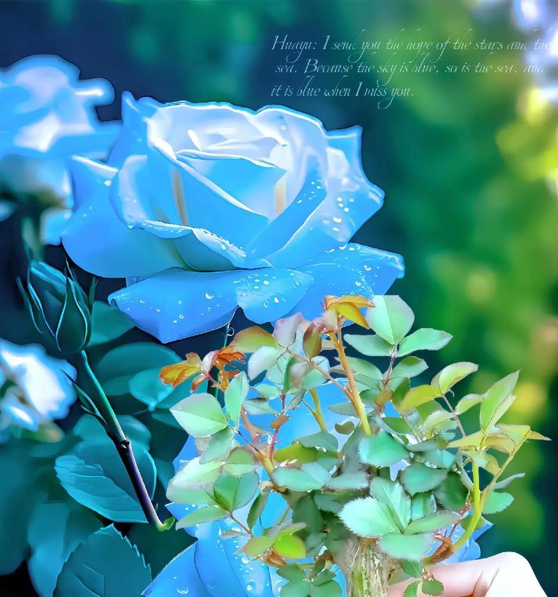 星辰花的花语、颜色及其寓意是什么？