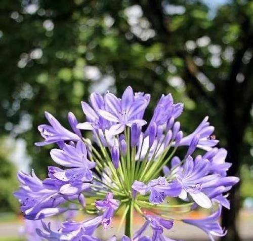 紫色花象征着什么？紫色花在爱情中的寓意是什么？