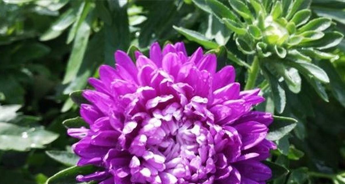 紫色花象征着什么？紫色花在爱情中的寓意是什么？