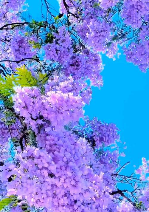 紫色花象征着什么？紫色花在爱情中的寓意是什么？